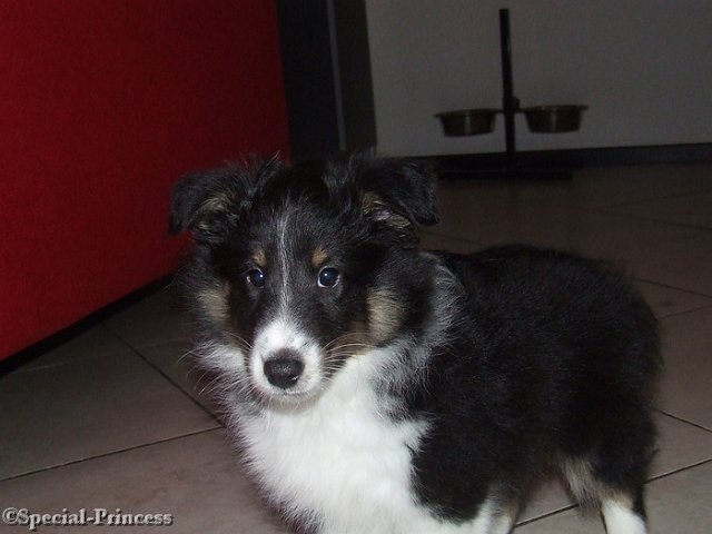 Puppy BeeGee